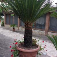 Pianta Cycas in vaso