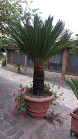 Pianta Cycas in vaso