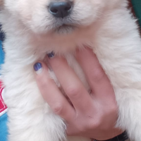 Cuccioli di cane di maremmano dei pirenei una sola