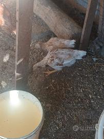 Galline