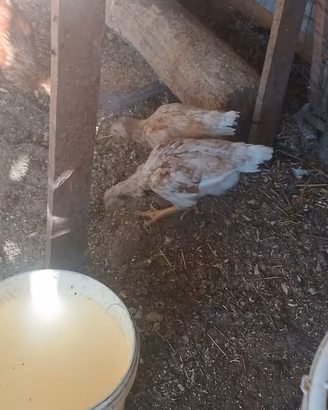Galline