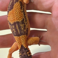 Gechi leopardiani più teca ed accessori