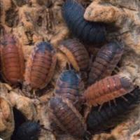 Porcellio scaber lava