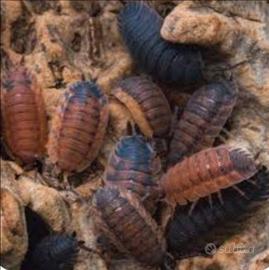 Porcellio scaber lava