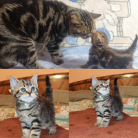 Gattino British Shorthair