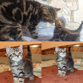 Gattino British Shorthair