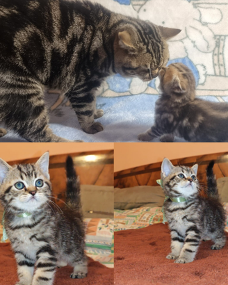 Gattino British Shorthair