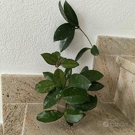 3 talee di hoya carnosa 