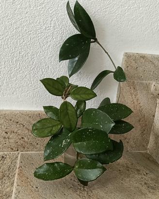 3 talee di hoya carnosa 