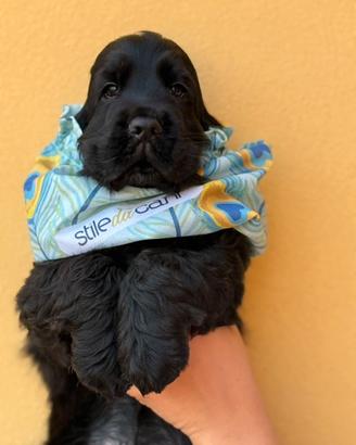 Cocker spaniel maschio nero