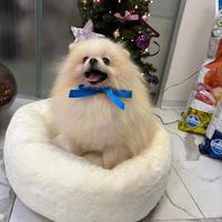 Volpino Pomerania CUCCIOLO 7 mesi BIANCO Pedigree