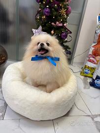 Volpino Pomerania CUCCIOLO 7 mesi BIANCO Pedigree
