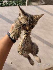 Coppia di gattini tigrati