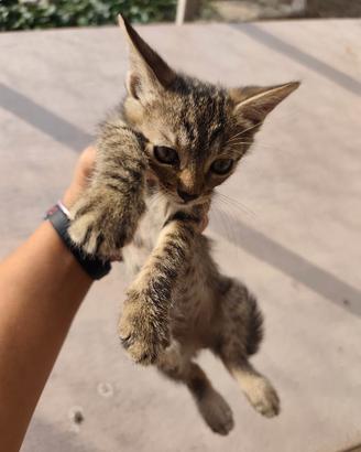 Coppia di gattini tigrati