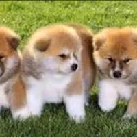 Akita Inu con pedigree ENCI