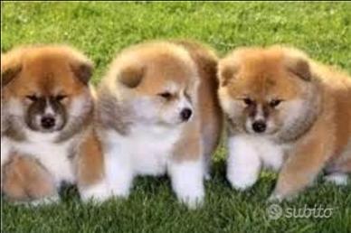 Akita Inu con pedigree ENCI