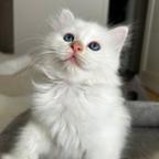 Cucciolo Sacro di Birmania