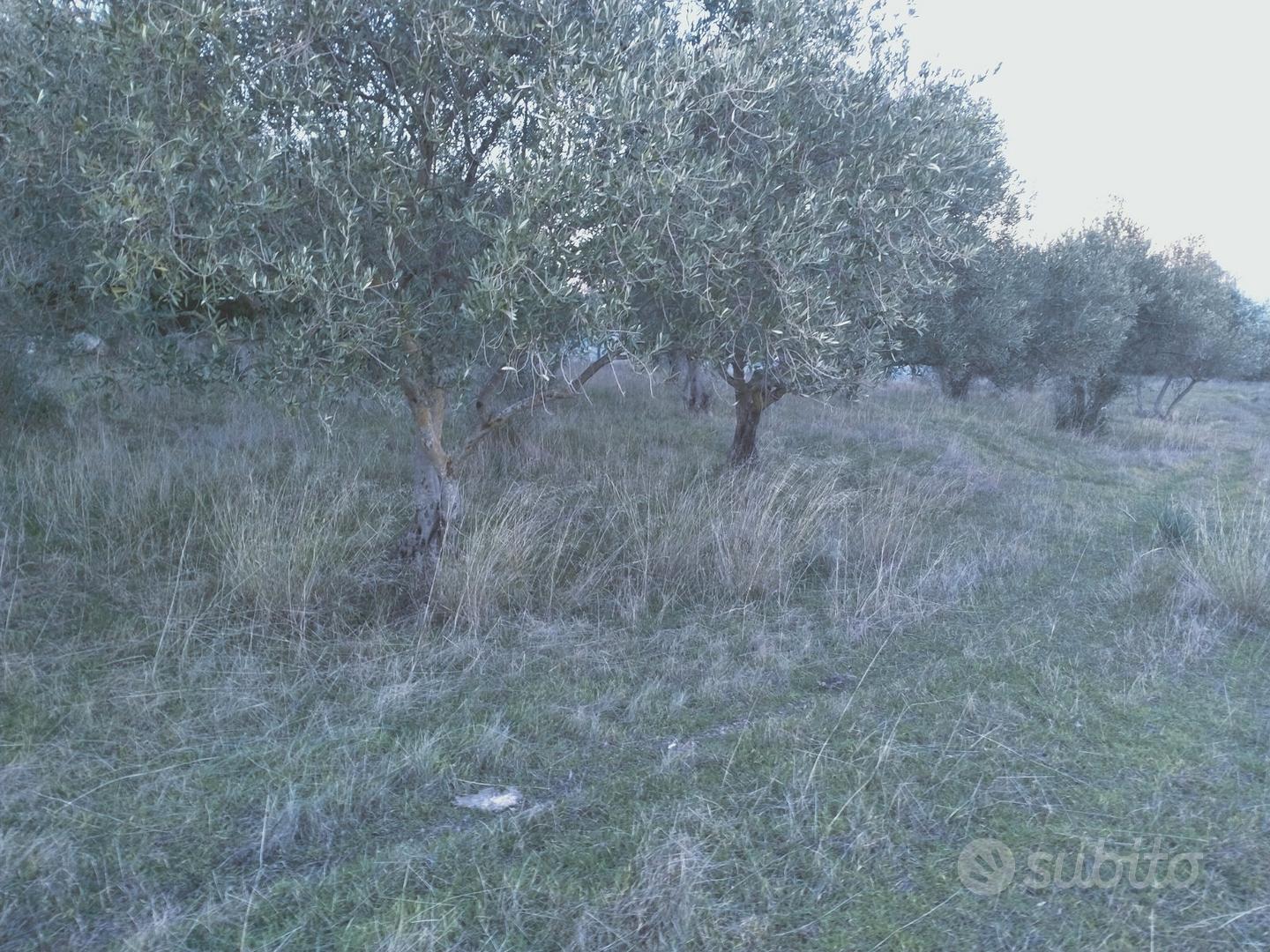 Terreno oliveto martis - Vista 2