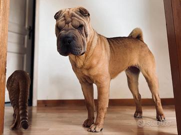 Shar-Pei FBKC Origini TOY