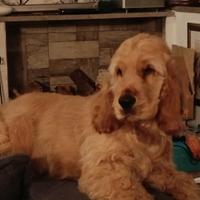 Cucciolo cocker spaniel inglese