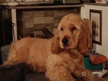 Cucciolo cocker spaniel inglese