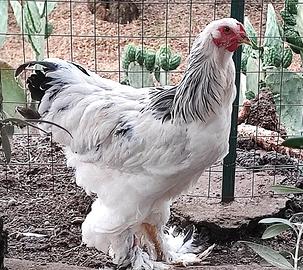 Galli Brahma Bianco Columbia in purezza