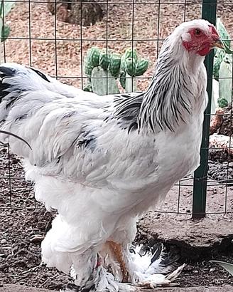Galli Brahma Bianco Columbia in purezza