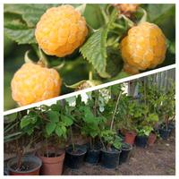 lamponi gialli rifiorenti spedizioni disponibile