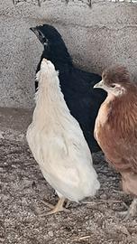 Pulcini e coppia araucana