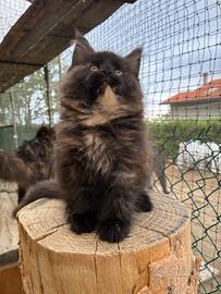 Maine Coon cuccioli