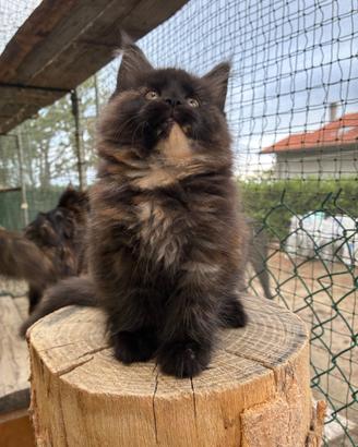 Maine Coon cuccioli