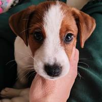 Jack Russell Terrier