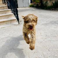 Vendita Lagotto Romagnolo con pedigree