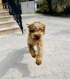 Vendita Lagotto Romagnolo con pedigree