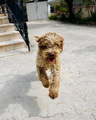Vendita Lagotto Romagnolo con pedigree