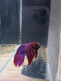 Betta splendens (pesce combattente)