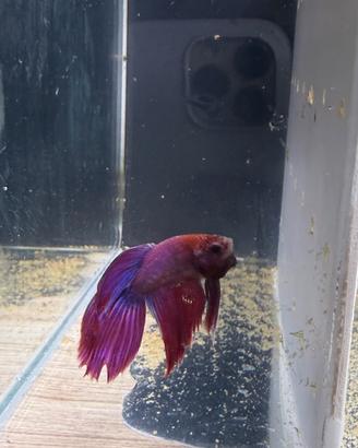 Betta splendens (pesce combattente)