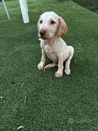 Cane da caccia razza Spinone
