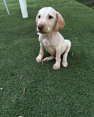 Cane da caccia razza Spinone