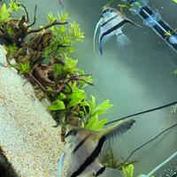 Coppia di scalari xl