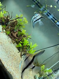 Coppia di scalari xl