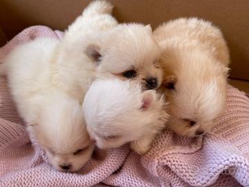 Cuccioli pomerania