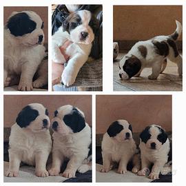 Cuccioli Sanberbardo