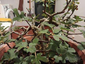 Bonsai prebonsai fico su roccia