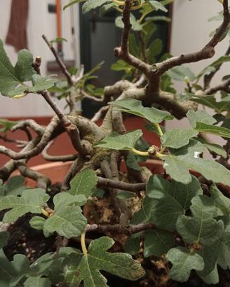 Bonsai prebonsai fico su roccia