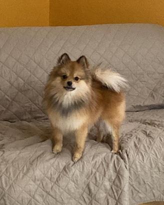 Spitz per monta