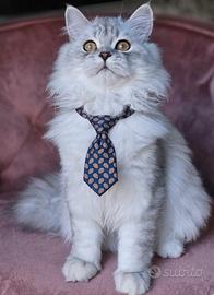 Scottish longhair certificato afef