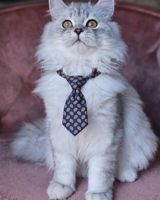 Scottish longhair certificato afef