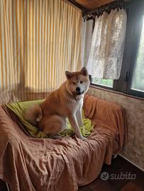Aki Akita di 8 Mesi con pedigree ICBD