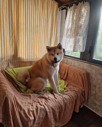 Aki Akita di 8 Mesi con pedigree ICBD